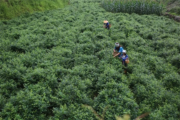 野菜と花を一緒に植える本当の効果とは？メリットや誤解、実践方法を解説