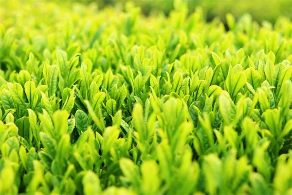 サンスベリアの植え替え、時期と方法をプロが解説！5つのサインで見逃さない